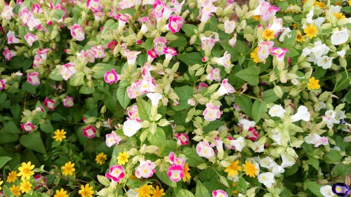 花壇2016秋2